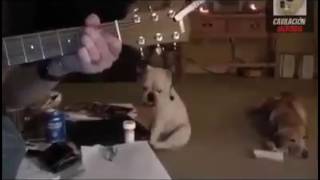 Cachorro Rockeiro Possuido Curtindo Nirvana Come As Are