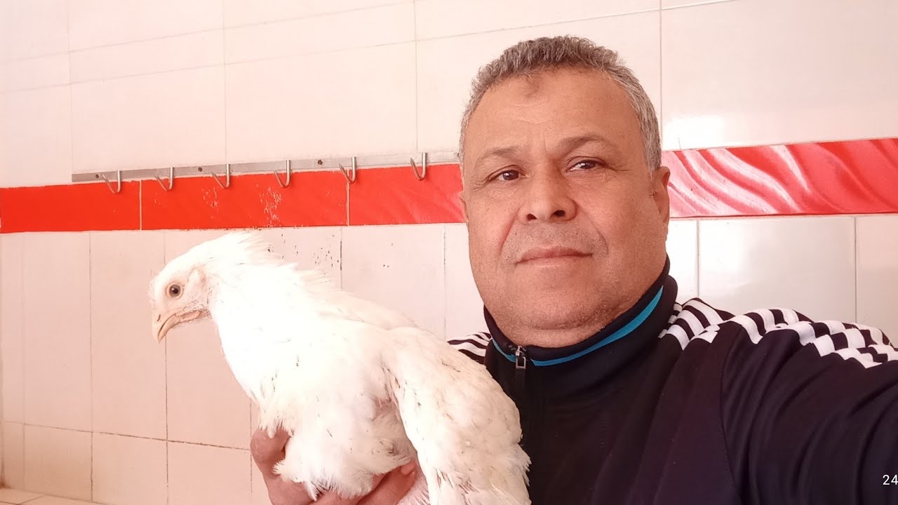 أهم النصائح حول محل بيع الدجاج