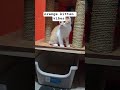 Orange kitten thangs