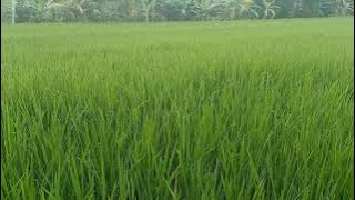 SUNGGUH INDAH!! Pemandangan Sawah Padi Yang Membuat Betah / Suka Yang Hijau