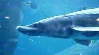 Animaux Extraordinaires