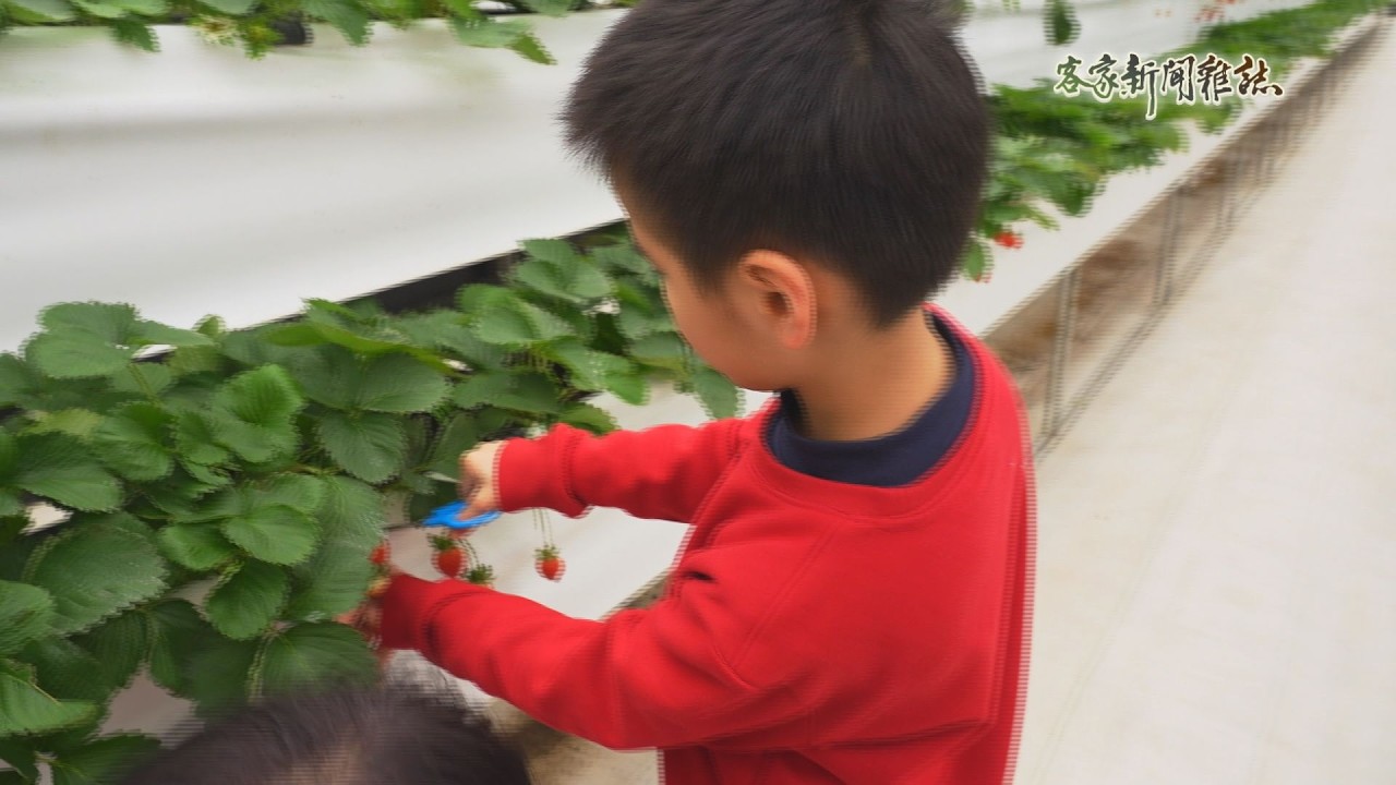 《走吧!來去草莓微旅行》客家新聞雜誌第989集