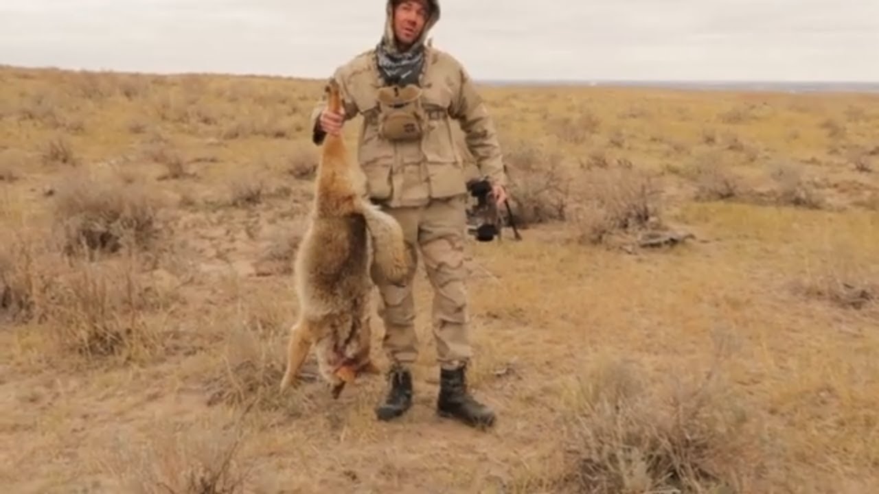 Biggest Coyote I've Ever Killed Midwest Coyote Hunting YouTube