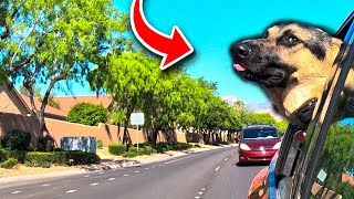 Family Matters - German Shepherd Drive-by
