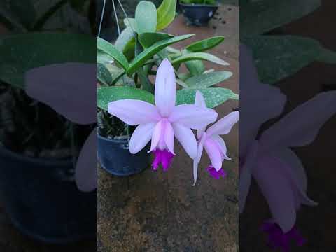 Floração de Orquídeas