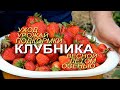 Выращивание и Уход за КЛУБНИКОЙ с весны до осени! Советы от ЗЕЛЕНОГО ОГОРОДА!