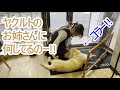 あーっ!!!コラー!ヤクルトお姉さんに甘えてると思ったらなにしてるのー!!ゴールデンレトリバーの子犬ティト。