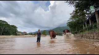 Heartwarming Welcome Home: Darrick Reunites with the KhamLa Herd! - ElephantNews