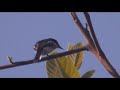 Буроспинный мухоловковый личинкоед (Hemipus picatus) Bar winged Flycatcher shrike