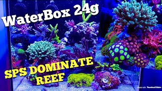 WaterBox 24g SPS Dominate Reef (watch till end)