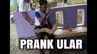 ULAR MAINAN INI HEBOHKAN 1 DESA