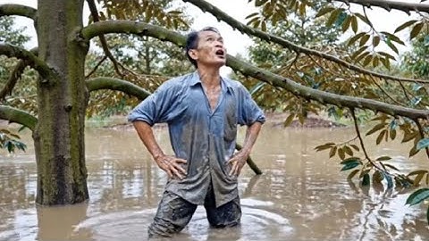 CỨU VƯỜN SẦU RIÊNG NGẬP NƯỚC | Saving a Flooded Durian Garden