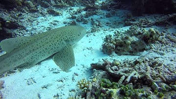 Close Encounter with a Leopard Shark - Gaafu Dhaalu Atoll