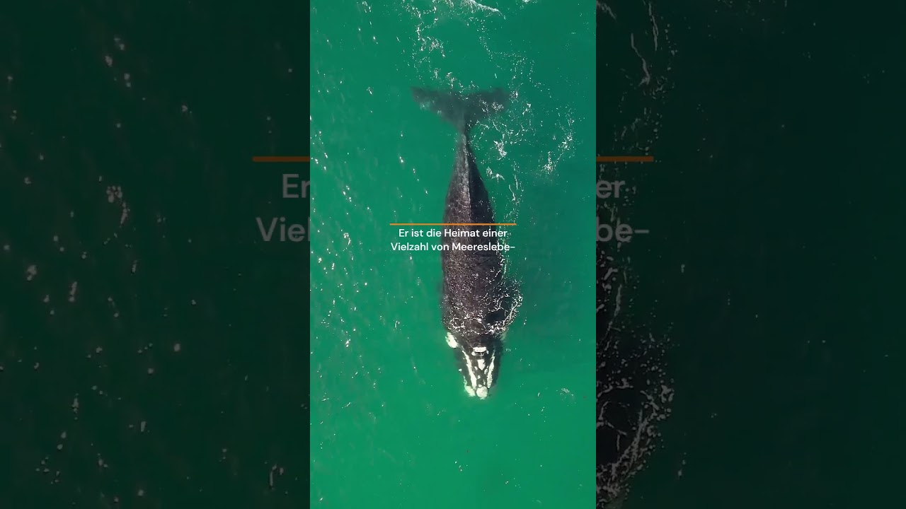 5 Fakten über südlichen Ozean 