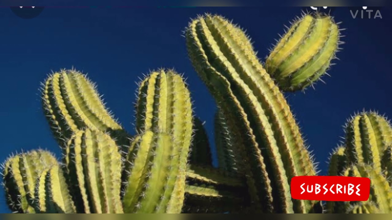why cactus plant have spines ? 🤔🤔🤔 YouTube