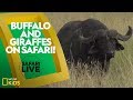 Wildlife Behavior and Adaptations