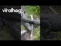 Alligators block bike path  viralhog