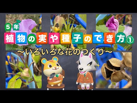 小5理科 植物の実や種子のでき方 いろいろな花のつくり Youtube 小5理科 植物の実や種子のでき方 いろいろな花のつくり Youtube