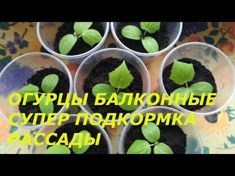 ПОДКОРМКА РАССАДЫ ОГУРЦОВ БАЛКОННОЕ ЧУДО