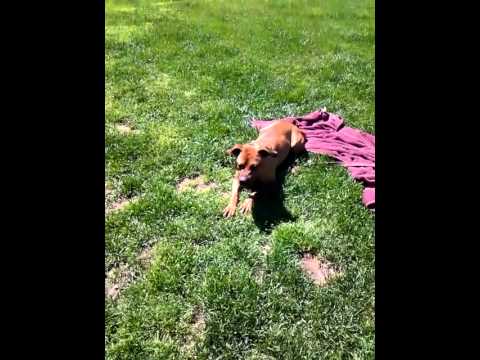 rescue dogs rock nyc Fenway3