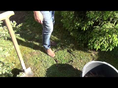 parasol-gartenkultur