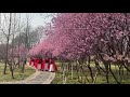 三月赏梅好去处，洛阳隋唐植物园Plum blossoms in spring，China