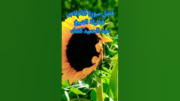 فضل سورة الأخلاص فضيلة الشيخ عبد الحميد كشك