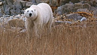 A Polar Bear's Diet Consists of Anything Edible