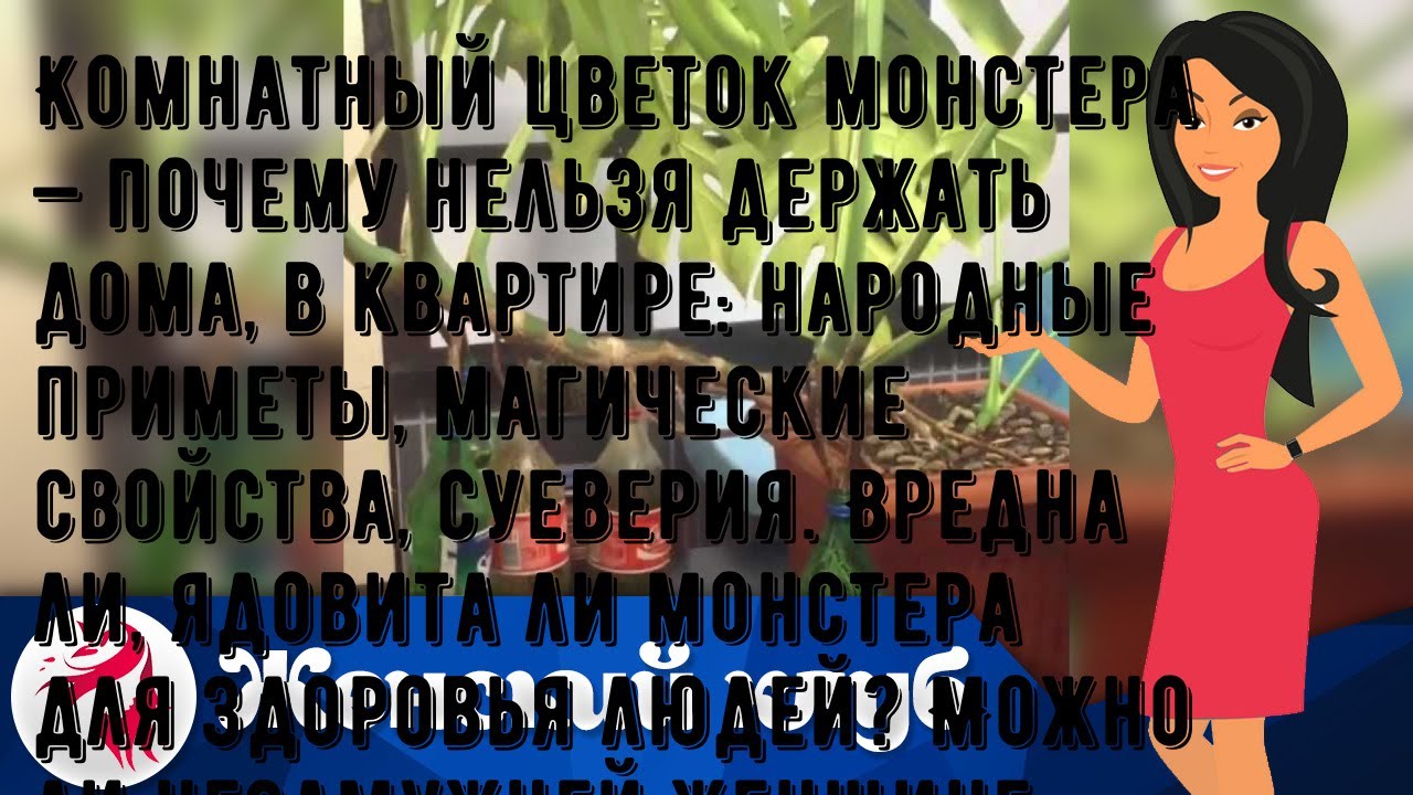 Комнатный цветок монстера — почему нельзя держать дома, в квартире: народные приметы, магические с.