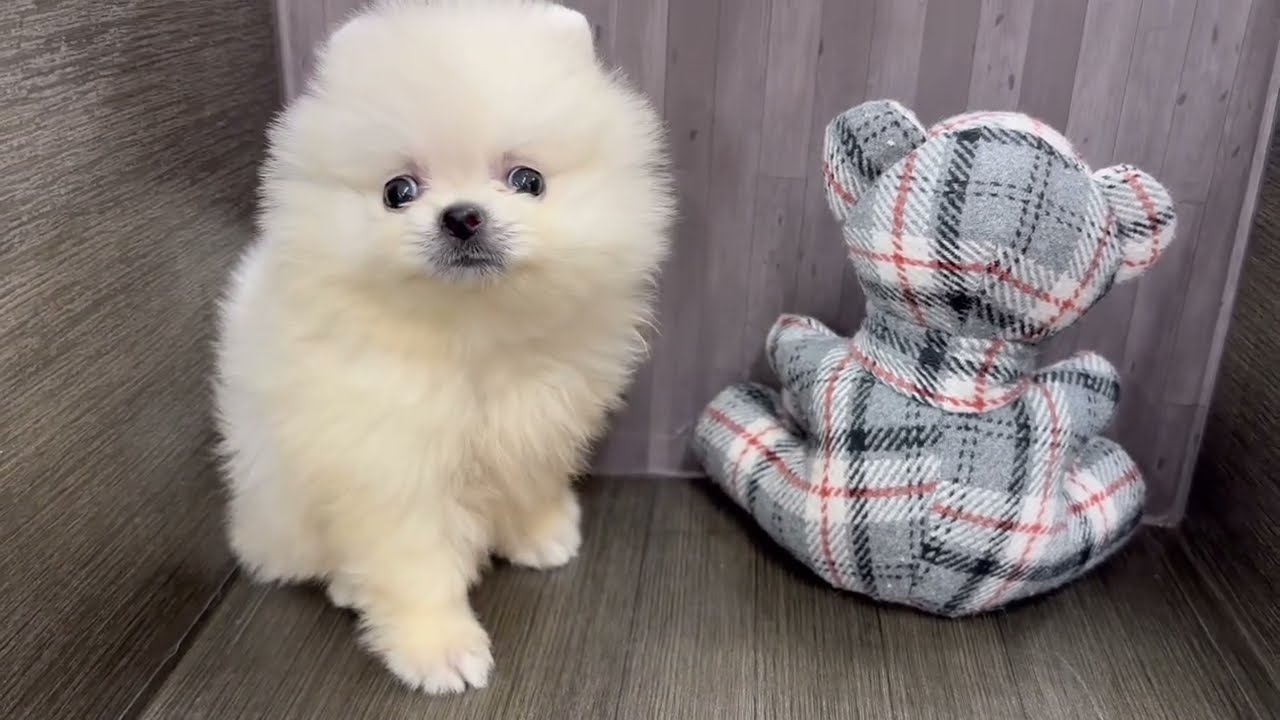 ポメラニアン 】手乗りサイズのプレミアムポメラニアンが東京都板橋区