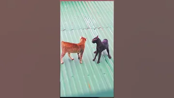 حرب ضروس 