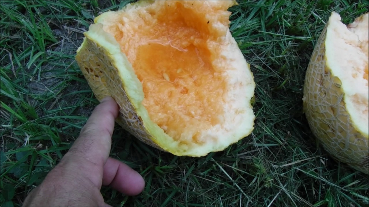 Feeding Chickens Grocery Store Scraps - YouTube
