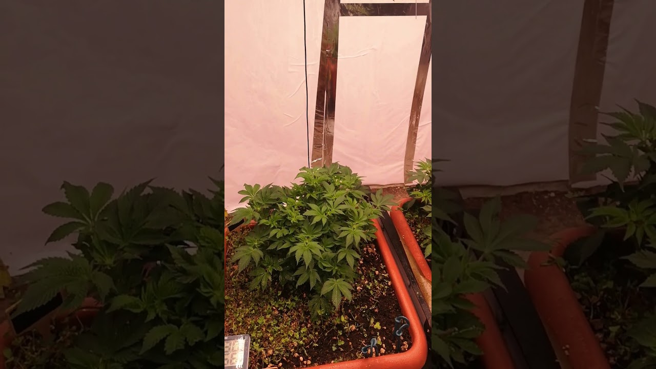 White Widow – Mid Bloom Week 2 🌸 Before Defoliation & Training!