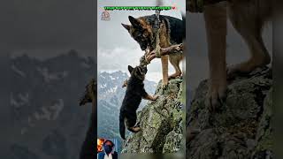 Hero Dog Rescue! 😱🐶 #Shorts #Rescue #Hero #reelsdog #funny #Oyo #aidogs #pets #cute #dog #cat #fyp