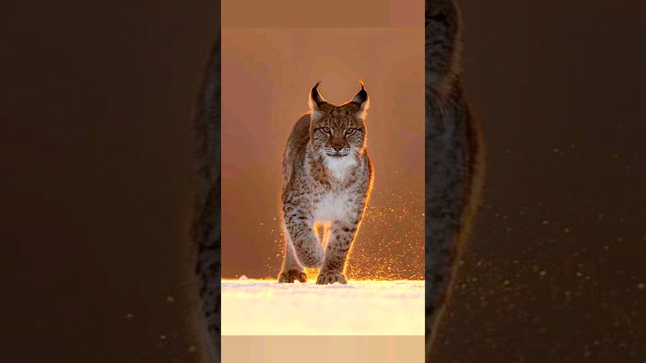 The Biggest Wild Cat Of Forests 