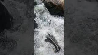 Hypnotic River Waves Sound ASMR#hypnotic #asmrsounds #waveaudio