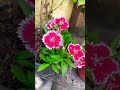 #nature #flowers #garden #love