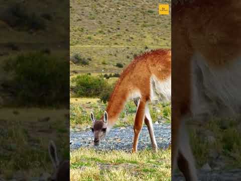 Torres Del Paine National Park | #scenichunter | #shorts