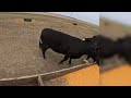 Sick calf &amp; Planting Beans! April 17, 2026