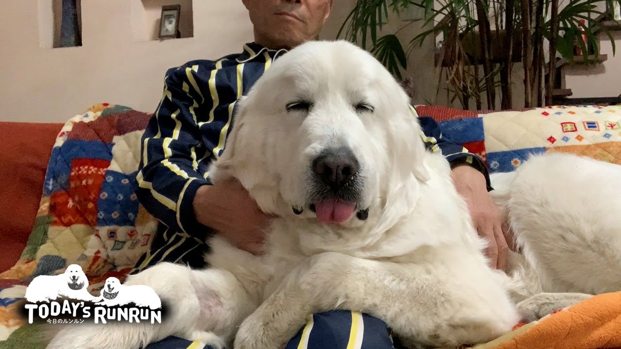 お父さんと一緒だととても安心するルンルンです　Great Pyrenees　グレートピレニーズ