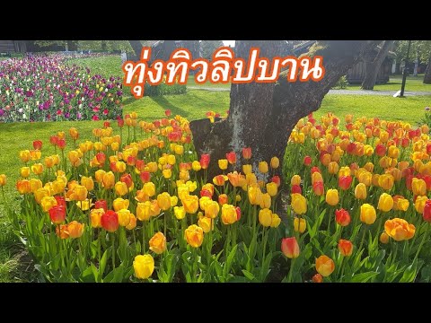 วีดีโอ: ทิวลิปหลากสี