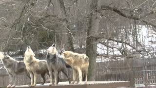 Wolves Howling - Part 2