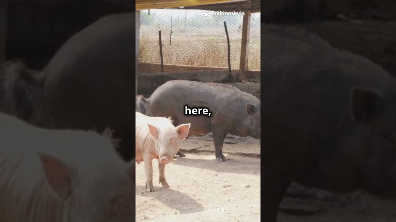 CSFV E2 Phylogeny Insight #GeneticDiversity #InfectiousDiseases #Bioinformatics #DiseaseControl