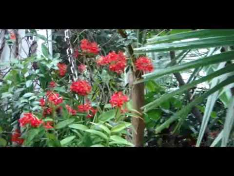 Ny Botanical Garden Orchid Show 2010 Snowy Landscape Youtube