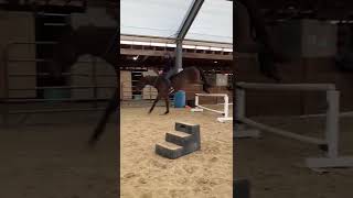 JUMPING TACKLESS ✈️ #shorts #equestrian #shortsvideo #shortsfeed #short #jumpinghorse #bareback #ree