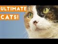 Try Not to Laugh Ultimate Cat and Kitten Compilation 2018 | Funny Pet Videos