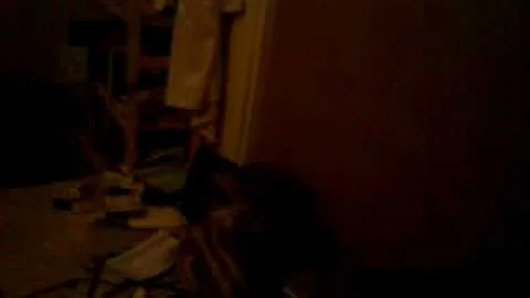 Video 11818791: bengal cat, long legs, long funny, talking