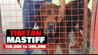 DOG LOVERS | TIBETAN MASTIFF | PAW MARKS DOG TRAINING | Rocky The Explorer Ep30  #tibetanmastiff