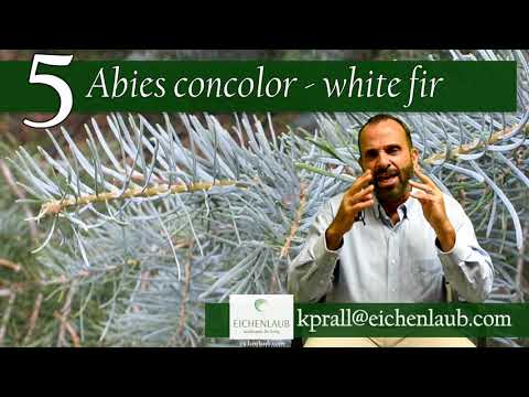 Video: Concolor firs zəhərlidirmi?