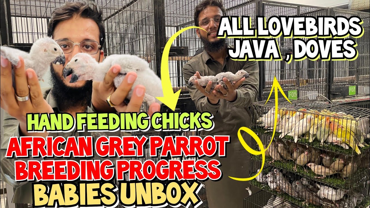 African Grey Parrot Progres Chicks Handfeeding Babies All lovebirds ...
